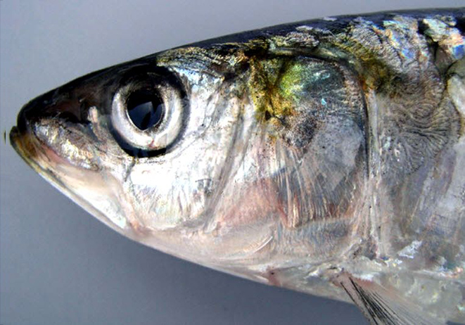 Sardina pilchardus_03.jpg